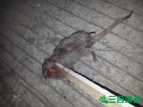 如何消灭老鼠,灭除老鼠最佳方法 家里有老鼠怎么办,消灭老鼠公司