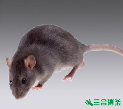 如何消灭老鼠,灭除老鼠最佳方法 家里有老鼠怎么办,消灭老鼠公司