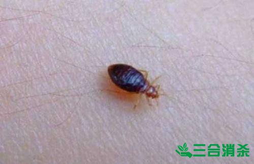 吸血臭虫怎么消灭,灭杀臭虫方法 怎么灭除臭虫,臭虫防治方法
