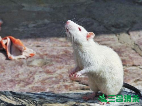 如何消灭老鼠,灭除老鼠最佳方法 家里有老鼠怎么办,消灭老鼠公司