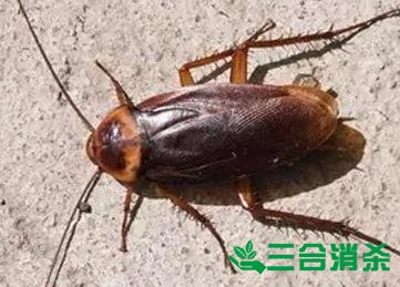 家里有蟑螂怎么办,蟑螂怎么消灭 杀蟑螂公司怎么样灭蟑螂