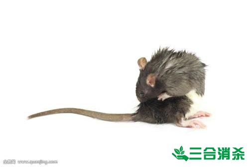 如何消灭老鼠,灭除老鼠最佳方法 家里有老鼠怎么办,消灭老鼠公司
