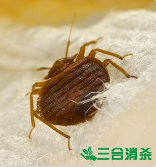 消杀公司,专业杀虫公司 专业除虫灭虫公司