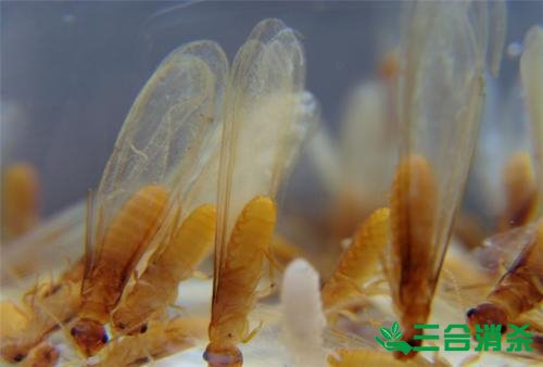 防治白蚁,白蚁防治方法 白蚁怎么治,白蚁防治方法
