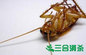 家里有蟑螂怎么办,蟑螂怎么消灭 杀蟑螂公司怎么样灭蟑螂