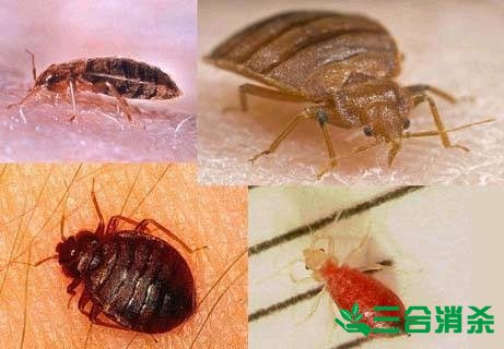 消杀公司,专业杀虫公司 专业除虫灭虫公司