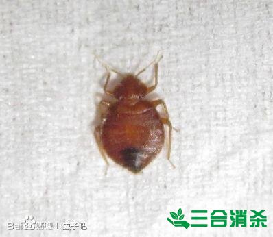 吸血臭虫怎么消灭,灭杀臭虫方法 怎么灭除臭虫,臭虫防治方法