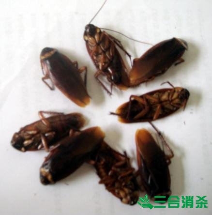 家里有蟑螂怎么办,蟑螂怎么消灭 杀蟑螂公司怎么样灭蟑螂