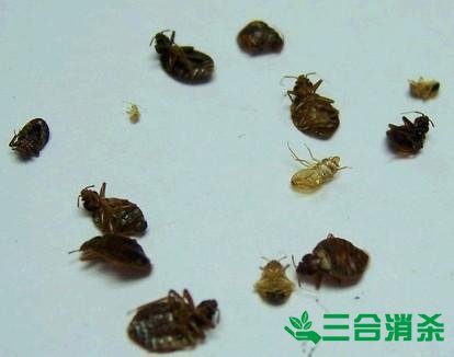 专业除虫灭虫公司