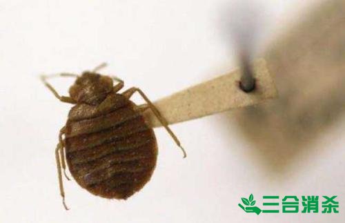 吸血臭虫怎么消灭,灭杀臭虫方法 怎么灭除臭虫,臭虫防治方法