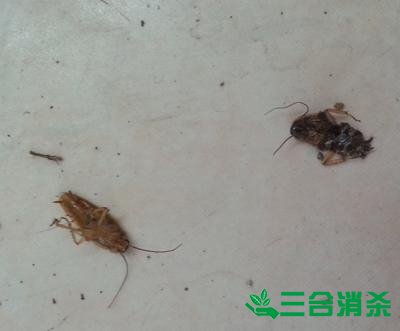 家里有蟑螂怎么办,蟑螂怎么消灭 杀蟑螂公司怎么样灭蟑螂