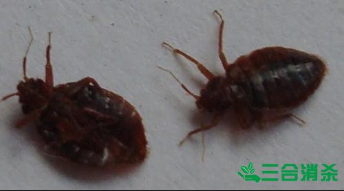 消杀公司,专业杀虫公司 专业除虫灭虫公司