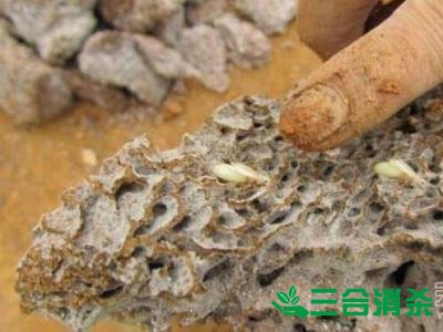 防治白蚁,白蚁防治方法 白蚁怎么治,白蚁防治方法