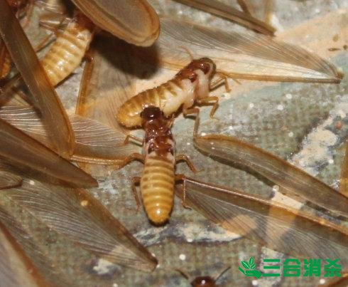 防治白蚁,白蚁防治方法 白蚁怎么治,白蚁防治方法