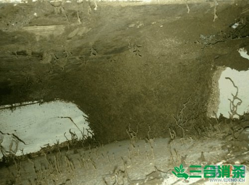 防治白蚁,白蚁防治方法 白蚁怎么治,白蚁防治方法