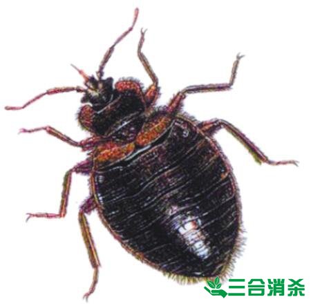 吸血臭虫怎么消灭,灭杀臭虫方法 怎么灭除臭虫,臭虫防治方法