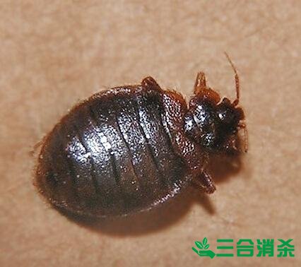 吸血臭虫怎么消灭,灭杀臭虫方法 怎么灭除臭虫,臭虫防治方法