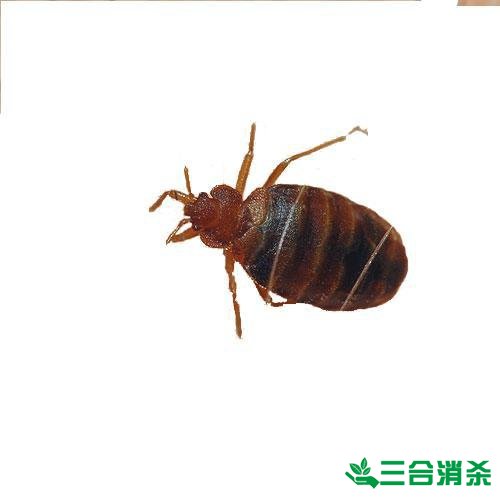 消杀公司,专业杀虫公司 专业除虫灭虫公司