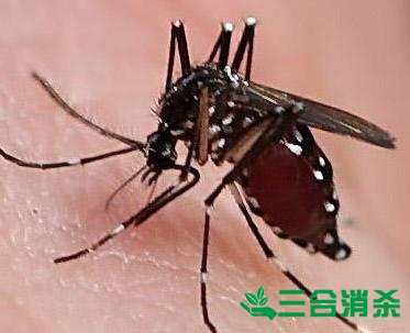 灭蚊公司,灭蚊子最有效的方法 灭蚊方法,灭蚊子方法