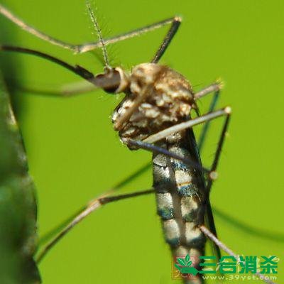 灭蚊公司,灭蚊子最有效的方法 灭蚊方法,灭蚊子方法