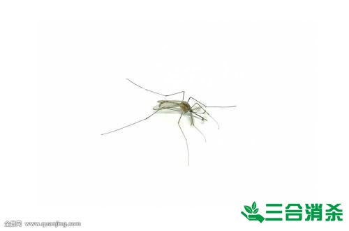 灭蚊公司,灭蚊子最有效的方法 灭蚊方法,灭蚊子方法