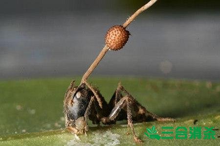 如何灭蚂蚁,灭蚂蚁方法 怎么灭蚂蚁,如何除蚂蚁