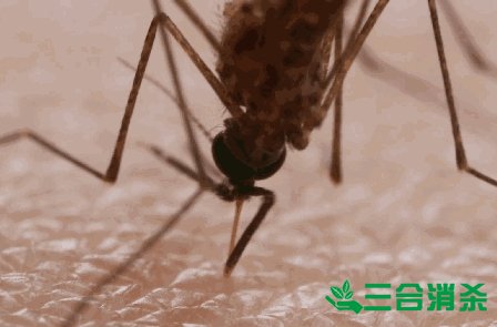 灭蚊公司,灭蚊子最有效的方法 灭蚊方法,灭蚊子方法