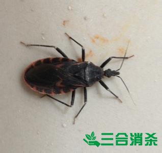 吸血臭虫怎么消灭,灭杀臭虫方法 怎么灭除臭虫,臭虫防治方法