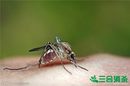灭蚊方法,灭蚊子方法