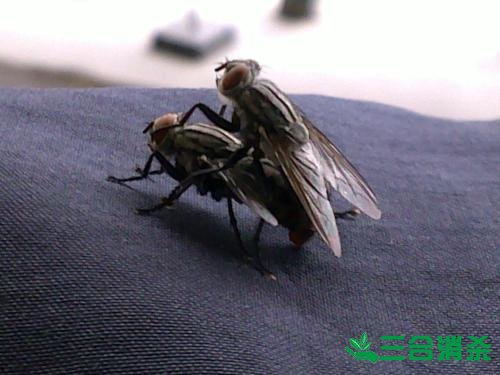 灭苍蝇方法,苍蝇防治 苍蝇防治方法,灭苍蝇公司