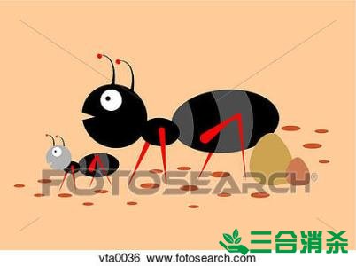 怎么灭蚂蚁,如何除蚂蚁