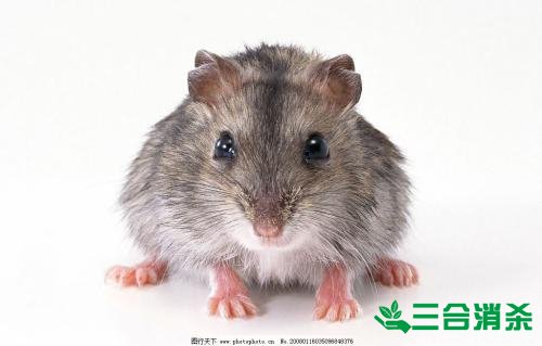 灭老鼠公司,灭鼠公司 灭老鼠方法,如何怎样消灭老鼠