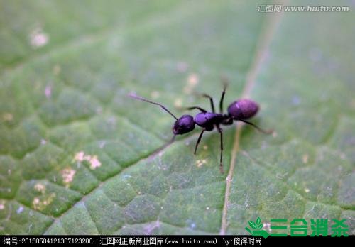 如何灭蚂蚁,灭蚂蚁方法 怎么灭蚂蚁,如何除蚂蚁