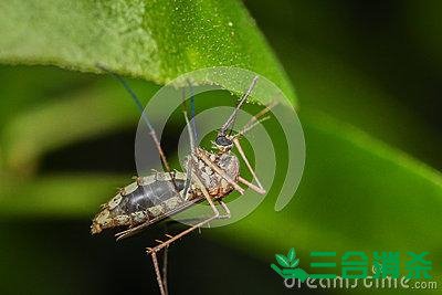 灭蚊方法,灭蚊子方法