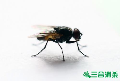 灭苍蝇方法,苍蝇防治 苍蝇防治方法,灭苍蝇公司