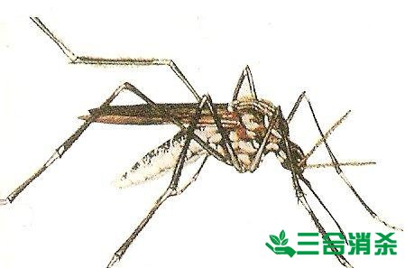 灭蚊公司,灭蚊子最有效的方法 灭蚊方法,灭蚊子方法