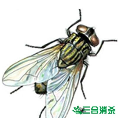 苍蝇防治方法,灭苍蝇公司