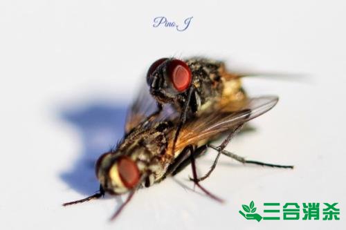灭苍蝇方法,苍蝇防治 苍蝇防治方法,灭苍蝇公司