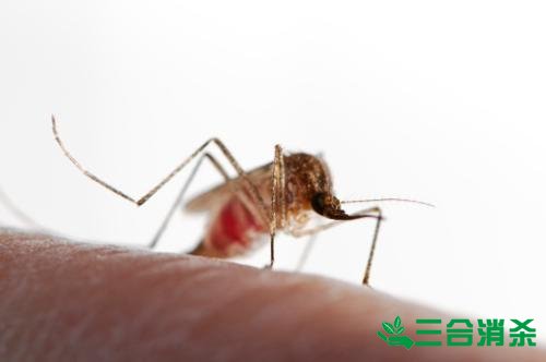 灭蚊公司,灭蚊子最有效的方法 灭蚊方法,灭蚊子方法