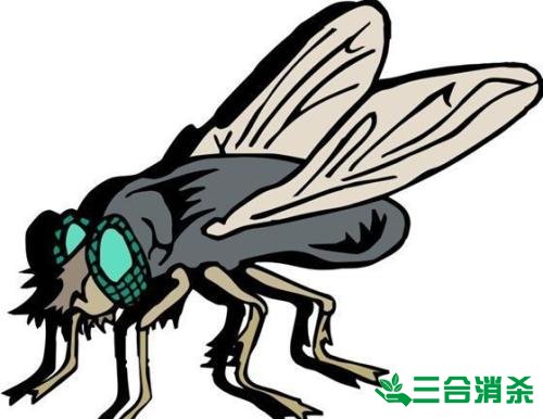 苍蝇防治方法,灭苍蝇公司