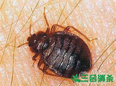 四害防治,除四害灭四害 四害消杀公司,灭四害杀虫公司