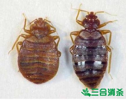 四害防治,除四害灭四害 四害消杀公司,灭四害杀虫公司