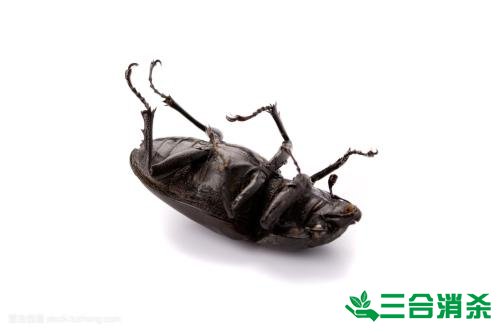 家里有蟑螂怎么办,蟑螂怎么消灭 杀蟑螂公司怎么样灭蟑螂
