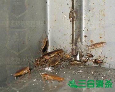 家里有蟑螂怎么办,蟑螂怎么消灭 杀蟑螂公司怎么样灭蟑螂