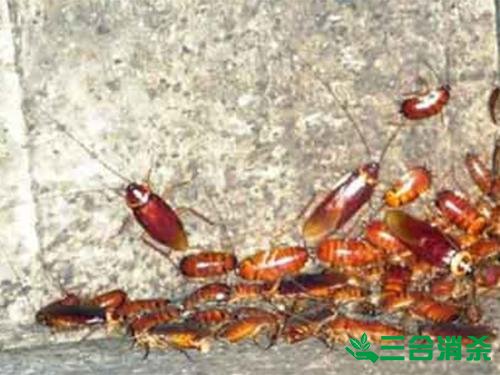 家里有蟑螂怎么办,蟑螂怎么消灭 杀蟑螂公司怎么样灭蟑螂