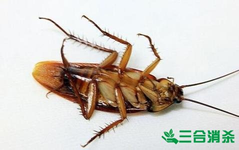 家里有蟑螂怎么办,蟑螂怎么消灭 杀蟑螂公司怎么样灭蟑螂