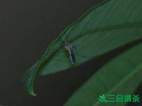 灭蚊方法,灭蚊子方法
