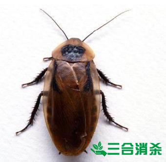 家里有蟑螂怎么办,蟑螂怎么消灭 杀蟑螂公司怎么样灭蟑螂