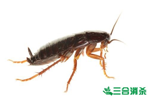 家里有蟑螂怎么办,蟑螂怎么消灭 杀蟑螂公司怎么样灭蟑螂