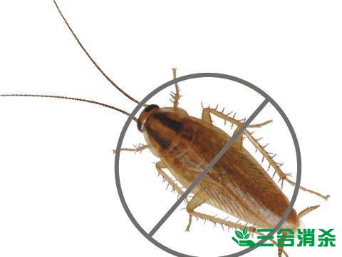 家里有蟑螂怎么办,蟑螂怎么消灭 杀蟑螂公司怎么样灭蟑螂